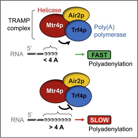 erome beta gyn,RNA surveillance by the RNA helicase MTR4 determines  